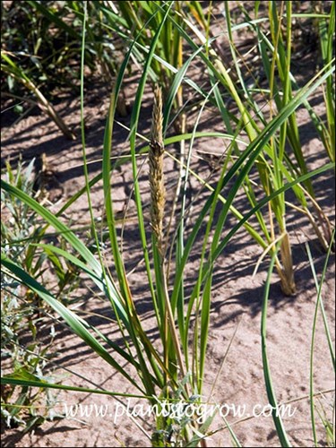 Dune grass inflorescence